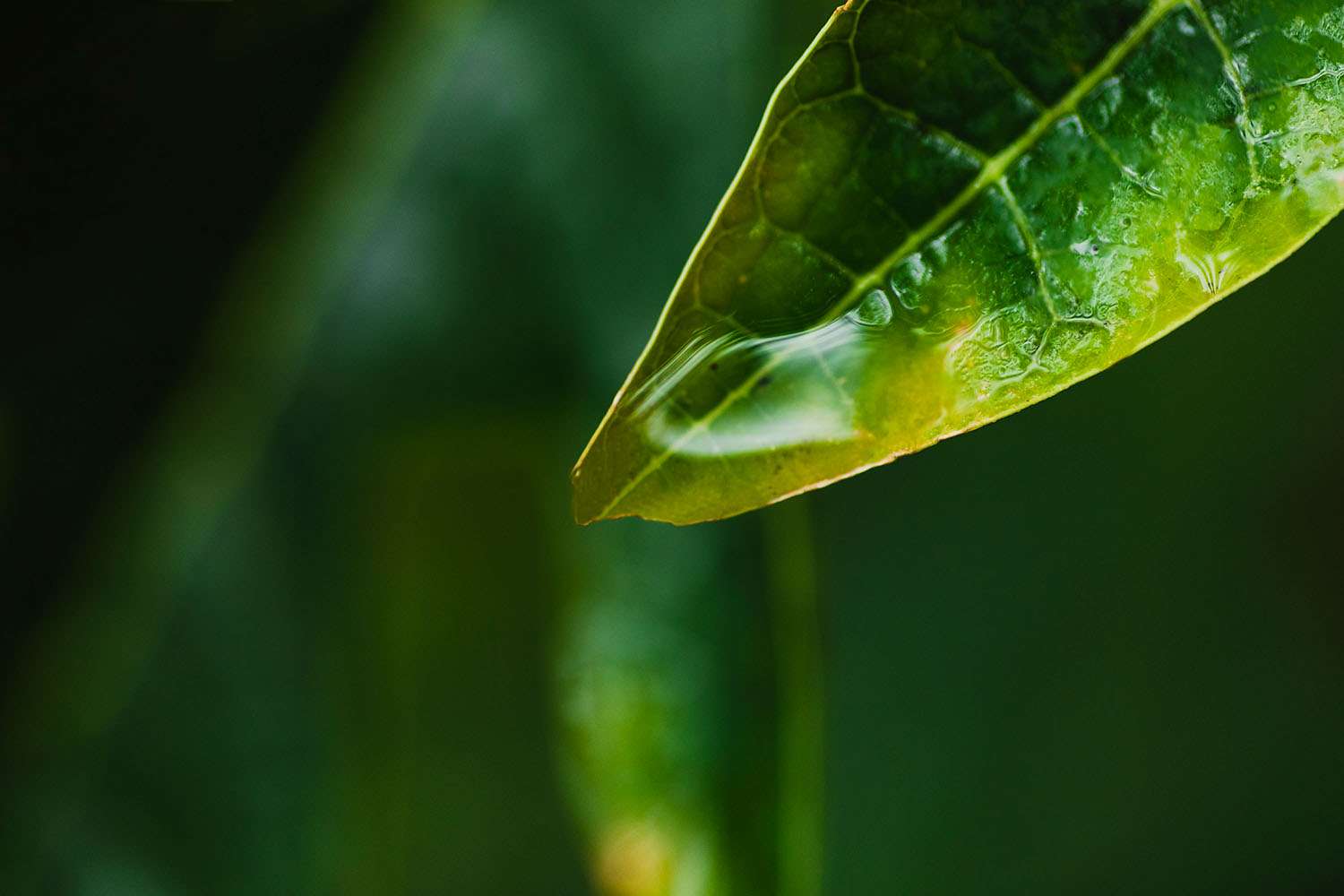close-up-dew-leaf