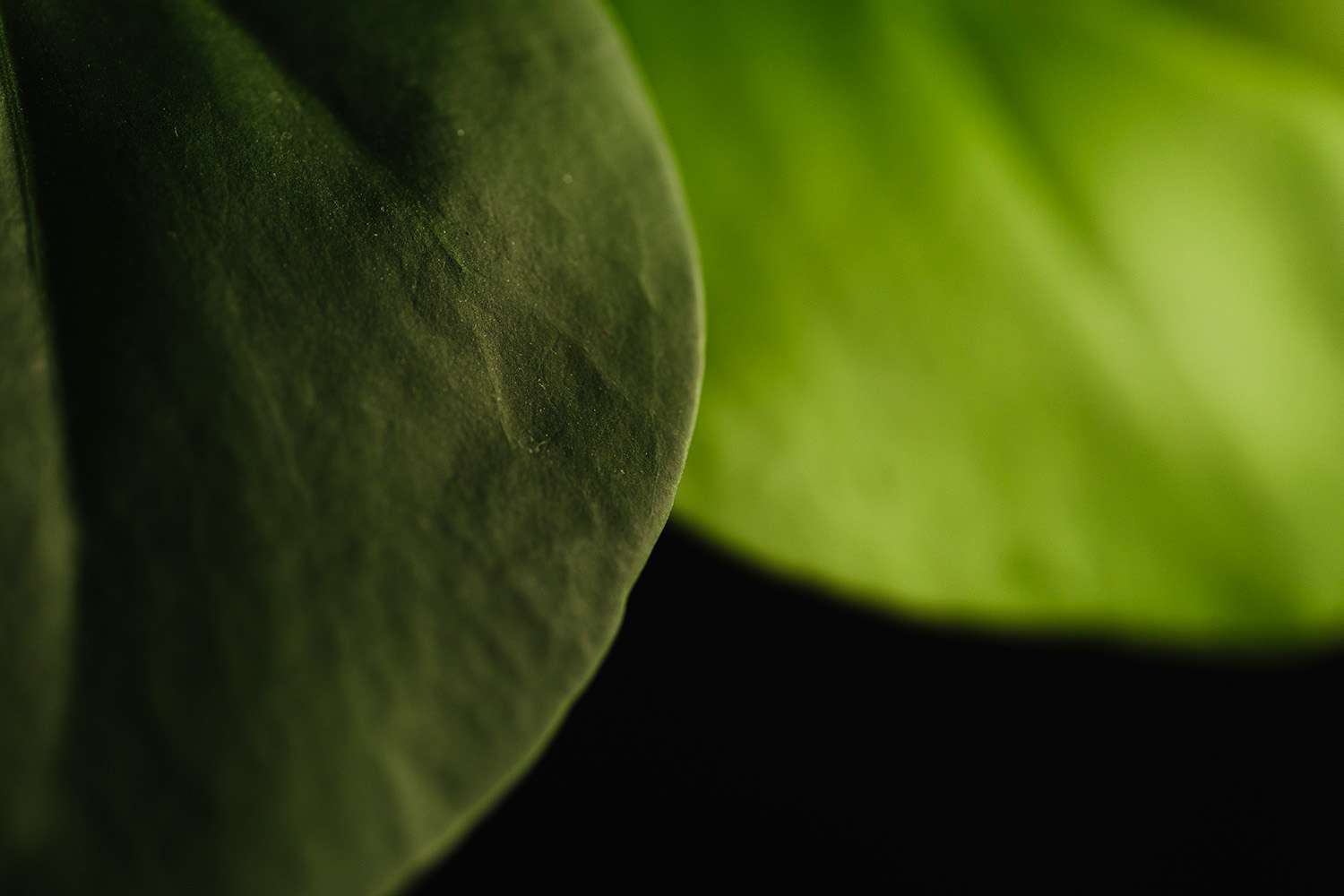 close-up-green-leaves